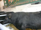 ... angus black ...