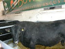 ... angus black ...