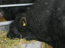 ... angus black ...