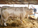 ... charolais ...