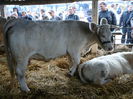 ... charolais ...