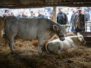 ... charolais ...