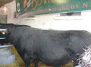 ... angus black ...