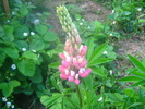 Picture 064
