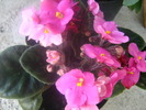 Picture 081