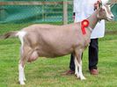 Toggenburg cu uger frumos