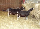 Toggenburg si Alpine britanice