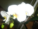 Picture 086