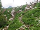 Pe carari de munte