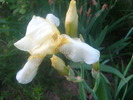 Picture 094