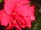 Picture 115