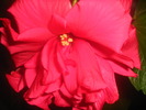 Picture 116