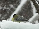 DSCN1442