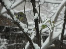 DSCN1453