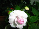 Picture 426