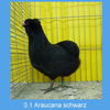 Araucana_schwarz_Henne1