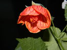 DSCN4229 abutilon