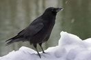 Cioară neagră (Corvus corone)