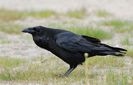 Corb (Corvus corax)