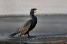 Cormoran mare (Phalacrocorax carbo)