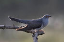 Cuc (Cuculus canorus)