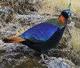 Fazanul de Hymalaia (lophophorus impeyanus)