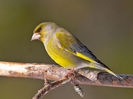 Florinte (Carduelis chloris)