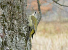 Ghionoaie sură (Picus canus)