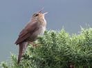 Greluşel de zăvoi  (Locustella fluviliatis)