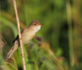 Lăcar de mlaștină (Acrocephalus palustris)