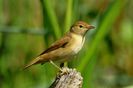 Lăcar de stuf (Acrocephalus scirpaceus)