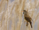 Lăcar mare (Acrocephalus arundinaceus)