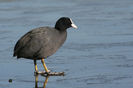 Lișiță (Fulica atra)