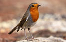 Măcăleandru (Erithacus rubecula)