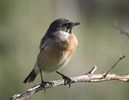 Mărăcinar negru (Saxicola torquatus)