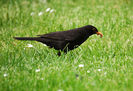Mierlă (Turdus merula)