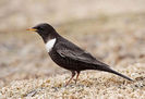 Mierlă gulerată (Turdus torquatus)