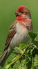 Mugurarul roşu – carpodacus erythrinus