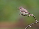 Muscar sur (Muscicapa striata)
