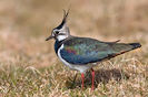 Nagâț (Vanellus vanellus)