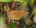 Ochiulboului (Troglodytes troglodytes)