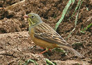 Ortolanul sau presura de grădină – emberiza hortulana