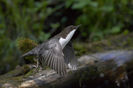 Pescărel negru (Cinclus cinclus)