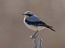 Pietrar sur (Oenanthe oenanthe)