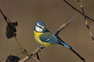 Pițigoi albastru (Parus caeruleus)