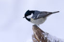 Pițigoi de brădet (Parus ater)