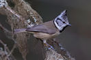 Pițigoi moțat (Parus cristatus)