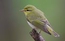 Pitulice sfârâitoare (Phylloscopus sibilatrix)