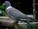 Porumbelul gulerat – columba palumbus