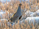 Potârniche (Perdix perdix)
